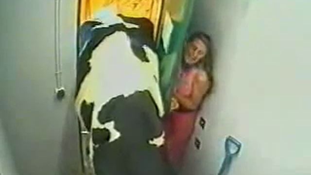 аидаа, или корова в квартире - РЖАЧЬ смотреть онлайн