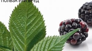 ЛИСТЬЯ ЕЖЕВИКИ / ПОЛЕЗНЫЕ СВОЙСТВА ЛИСТЬЕВ ЕЖЕВИКИ -польза или вред