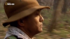 Животные мира Голодные тигры Хищники Непала Идеал природы Миг кошмара Укус смерти Сила Когтя