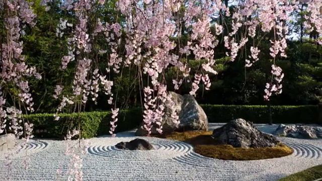 Сакура под снегом Киёхико Озани смотреть онлайн