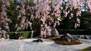 Сакура под снегом Киёхико Озани