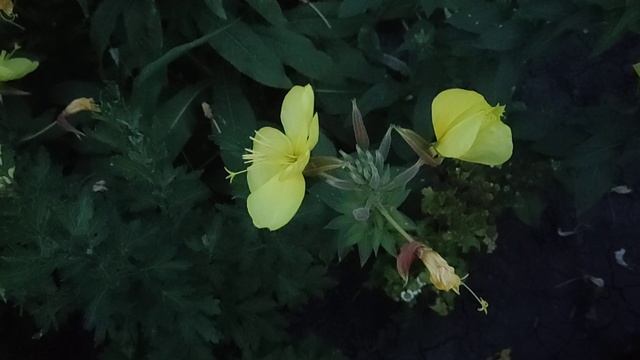 цветы энотера смотреть онлайн