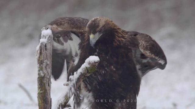Birds Of Prey. Golden Eagle. Wild Bird Seeks Entertainment | Wildlife World