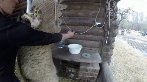 Зарезать барана красиво, снять шкуру.