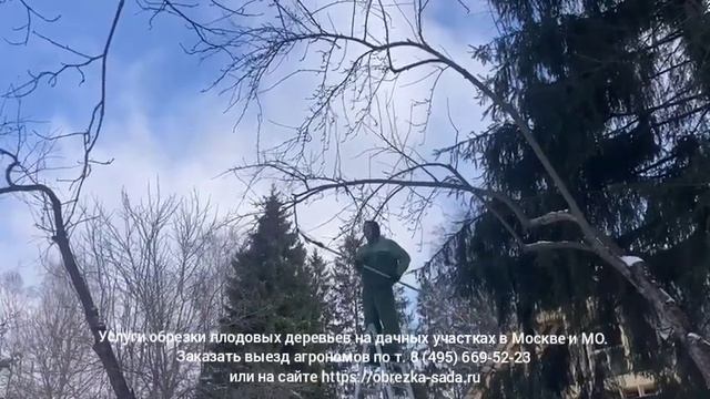 Услуги обрезки плодовых деревьев на дачах Москвы, МО. Заказать выезд агрономов по т. 8(495)669-52-2