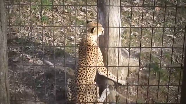 Сразил С Удара! Сумасшедшие Битвы Животных смотреть онлайн