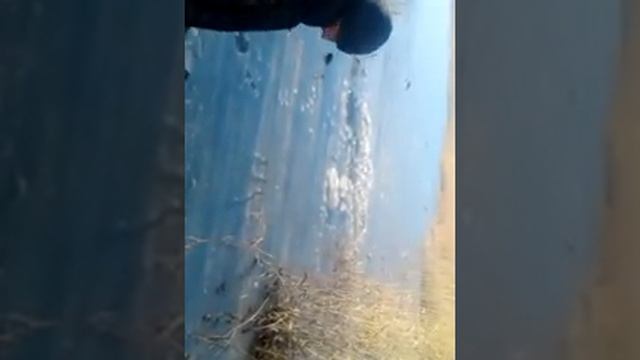 Вот как ловят рыбу на льду смотреть онлайн