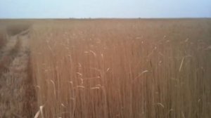 Как косят камыш 3