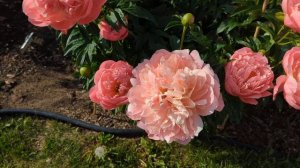 2022 Bloom Season - Pink Hawaiian Coral (Klehm, R.G, 1981)