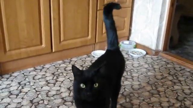 Кот, который очень любит маму. смотреть онлайн