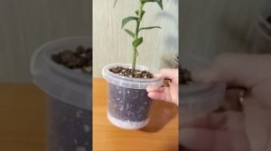 Лилия восточная Барбадос,Лилия восточная Ломбардия,Лилия ла-гибрид Арбатакс.