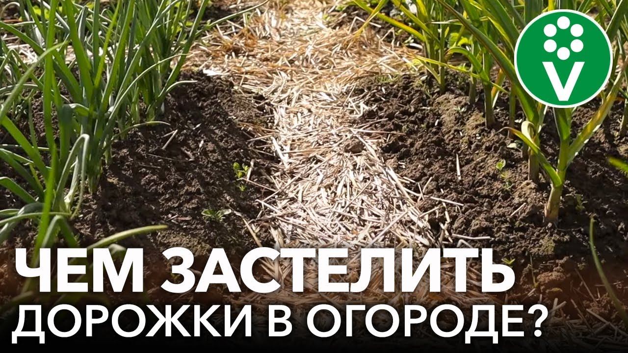 ДОРОЖКИ В ОГОРОДЕ БЕЗ ГРЯЗИ И СОРНЯКОВ! Чем замульчировать проходы между грядок абсолютно бесплатно?