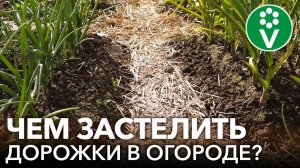 ДОРОЖКИ В ОГОРОДЕ БЕЗ ГРЯЗИ И СОРНЯКОВ! Чем замульчировать проходы между грядок абсолютно бесплатно?