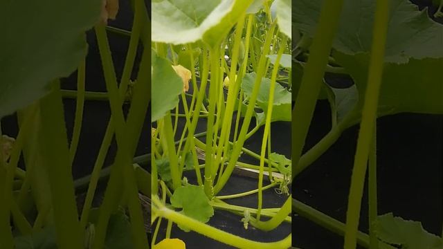 Тыква на спанбонде.22 июля 2023 г. смотреть онлайн