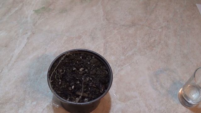 КОВЫЛЬ.Удивительное природное явление - Ковыль ввинчивает семена в землю.