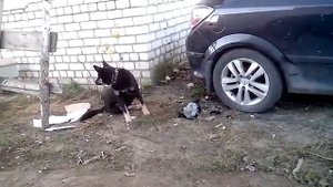 Тузик поймал ворону