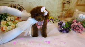 Toy Poodle #991 - Teacup poodle Toy poodle Pocket teacup poodle