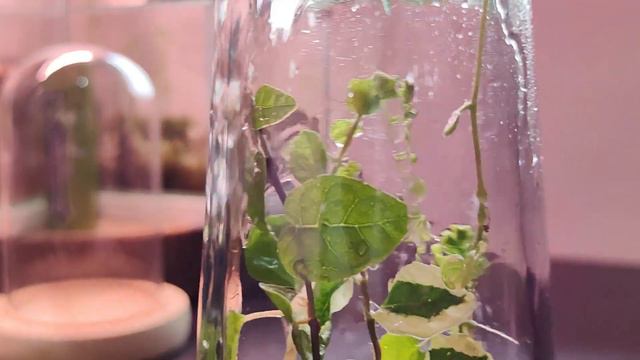 TOP FIVE MOST RELIABLE CREEPING PLANTS For Your Terrarium! смотреть онлайн