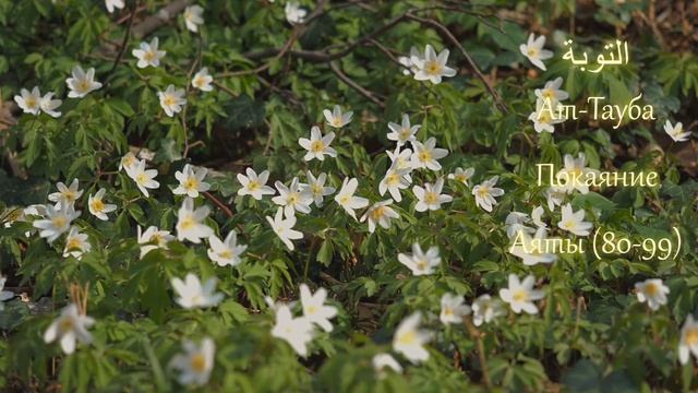 КОРАН (сура 9), Ат-Тауба "Покаяние" (аят 80-99) тафсир Абдуррахман ибн Насир ас-Саади смотреть онлайн