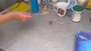 Паук в Абхазии