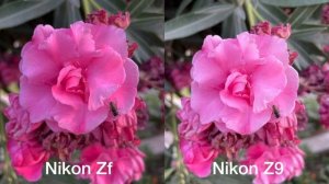 Nikon Zf vs Nikon Z9 Camera Test