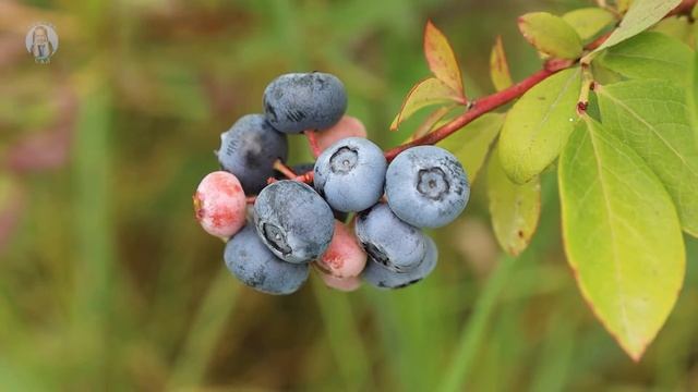 Голубика Факторы большого урожая смотреть онлайн