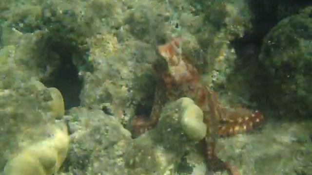 Осьминог (Oktopus vulgaris). Kraken...MPEG0567 смотреть онлайн