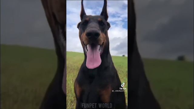 Dobermann badas status🔥🔥|| Doberman wahtsapp status || Doberman attitude ☠️☠️