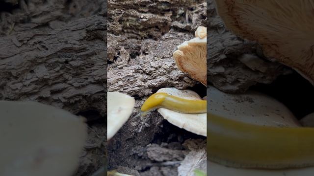 Baby Banana Slug Chillin on a Mushroom near Santa Cruz, CA