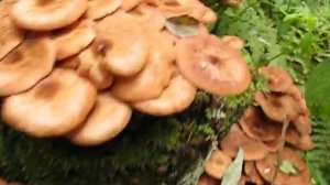 Václavka obecná (Armillaria mellea)