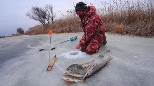 ОТОРВАЛО КАТУШКУ с ЖЕРЛИЦЫ, КОНЕЙ НАПОИЛ, ПТИЦ НАКОРМИЛ. Зимняя рыбалка на жерлицы.