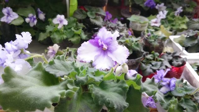 African violet - keep on smiling .... смотреть онлайн