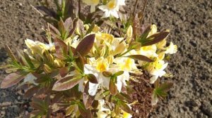 Саженец Азалии Northern Hi-Lights через 2 недели после посадки