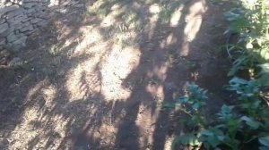 Капельный полив картофеля (часть 2)