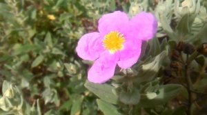 jara en flor morada