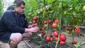 Отдача урожая и формирование полудета от Yuksel