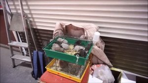 САДОВОД МОСКВА. ПТИЧИЙ РЫНОК. ЗАВЕЛА КОТА? КОТ В РЮКЗАКЕ.