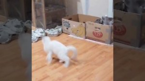 Люся всех достала,ни кто с ней не играет. Дык она сама себе делает счастье. 17 ноября 2020 г.