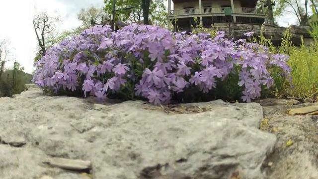 What The Phlox?.mov смотреть онлайн