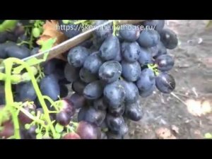 Виноград 2018. Буяр - ультраранний сорт, конкурент Каталонии