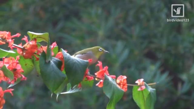 Japanese White-eye on Red Flowers (in Hong Kong) смотреть онлайн