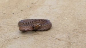 гадюка молодая.