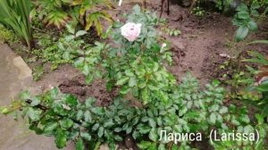 РОЗЫ МАЙН МЮНХЕН, СОЛО МИО РЕНЕССАНС, ЛАРИСА,, ПАНЧ ПИКСИ, СВИТ ДРИМ, ПЕПИТА осенью после ливней.