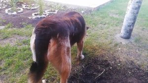 30) Собака породы Овчарка по кличке Верба и ее дружок Кот по кличке Снежок в гор Пенза 24 июня 2022