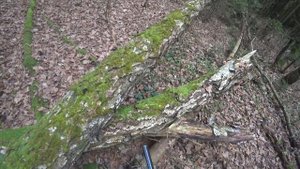 ОХОТА НА КУНИЦУ КАПКАНАМИ/ПОМЁТ НА КАЖДОМ ДЕРЕВЕ/УСТАНОВКА КАПКАНОВ/ЧАСТЬ 2