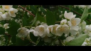 Жасмин цветущий - начало лета - тепло пришло - первые дожди - 30 июня 2023