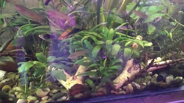 Использование веток березы в качестве декора, вместо коряг. смотреть онлайн