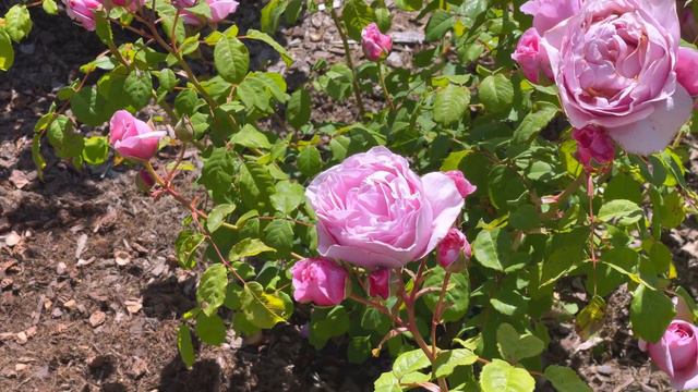 Rose Princesse Claire de Belgique смотреть онлайн