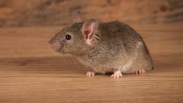 PRACTICAL Non Pinterest Pantry Organization On a Budget With Before and After! смотреть онлайн