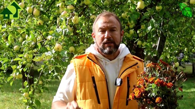 БАРХАТЦЫ МОГУТ ГОРАЗДО БОЛЬШЕ, ЧЕМ ВЫ ДУМАЛИ! Не выбрасывайте бархатцы - они еще дадут пользу!